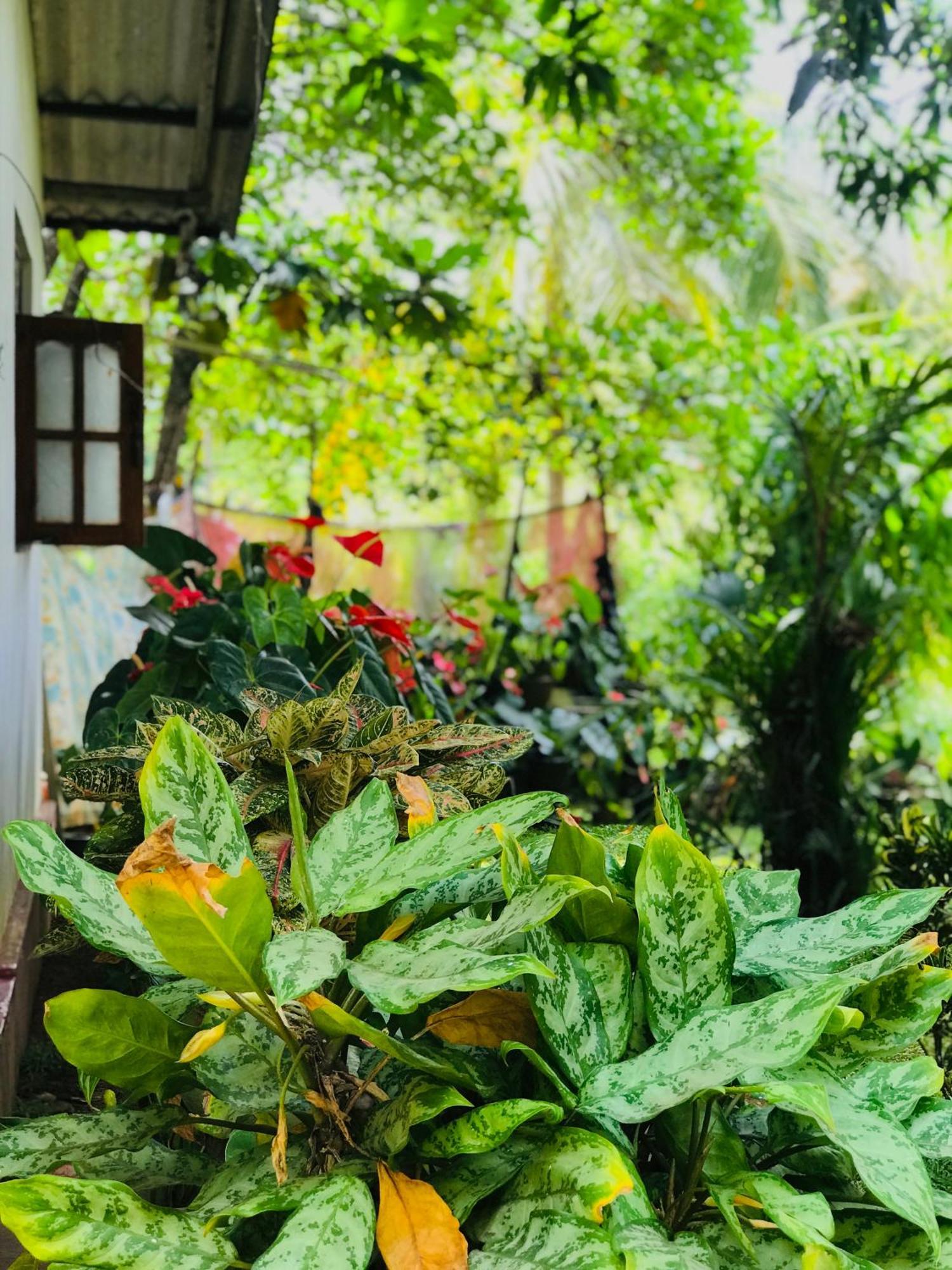 Sigiri Lakshan Home Stay Sigiriya Luaran gambar
